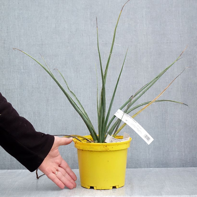 Esimerkki syksyllä toimitetusta Hesperaloe parviflora Yellow Sun 3 litran/4 litran ruukku-taimesta