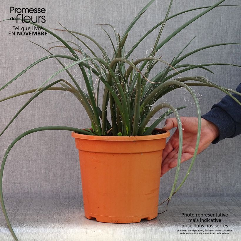 Esimerkki syksyllä toimitetusta Hesperaloe parviflora 7,5 litran / 10 litran ruukku-taimesta