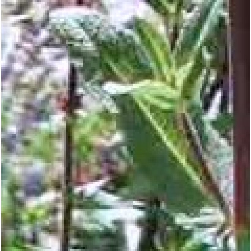 Illakko Flore Pleno (Foliage)