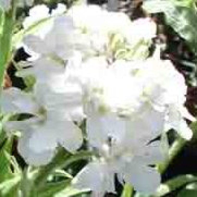 Illakko Flore Pleno (Flowering)