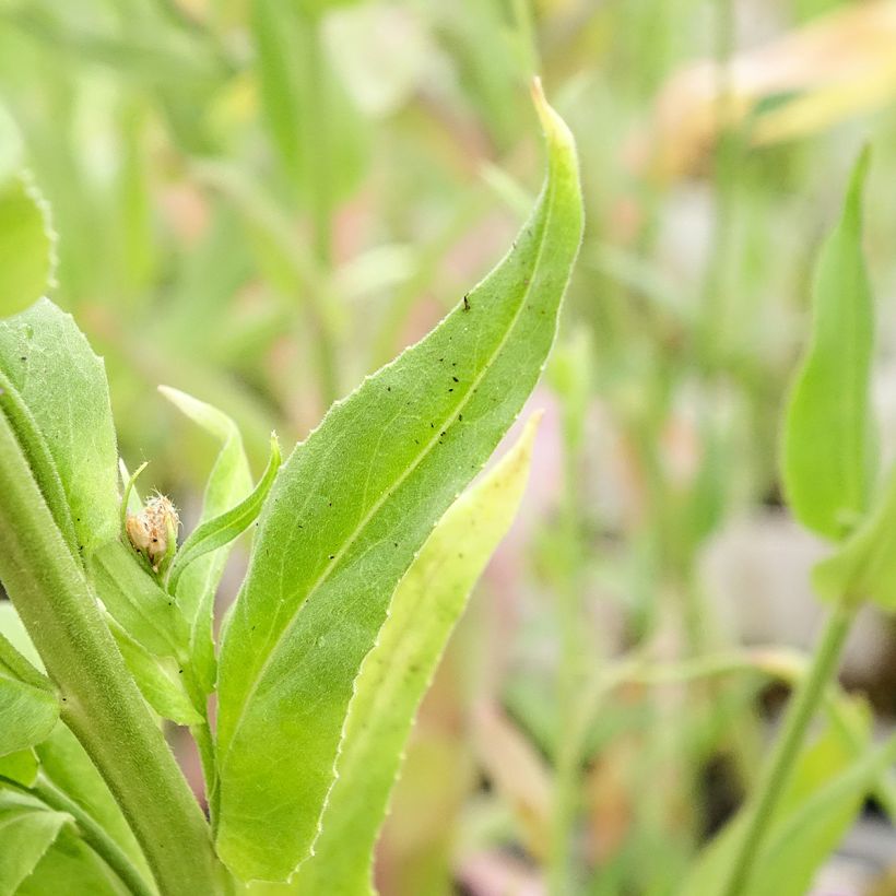 Illakko - Hesperis matronalis (Lehvistö)