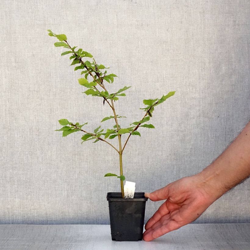 Esimerkki kesällä toimitetusta Euroopanpyökki - Fagus sylvatica Taimiruukku 8/9 cm-taimesta