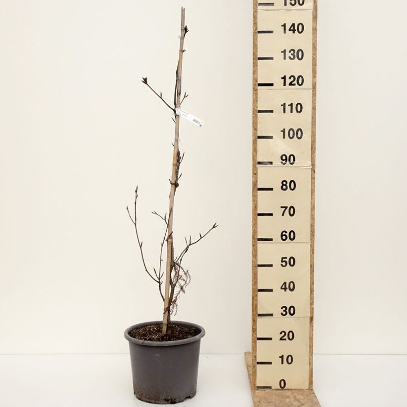 Esimerkki talvella toimitetusta Hêtre pourpre - Fagus sylvatica Riversii Pot de 12L/15L, Baliveau-taimesta