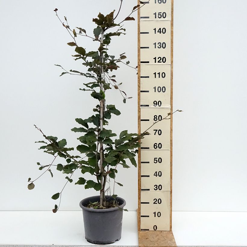 Esimerkki kesällä toimitetusta Euroopanpyökki Riversii Pot de 12L/15L, Baliveau-taimesta