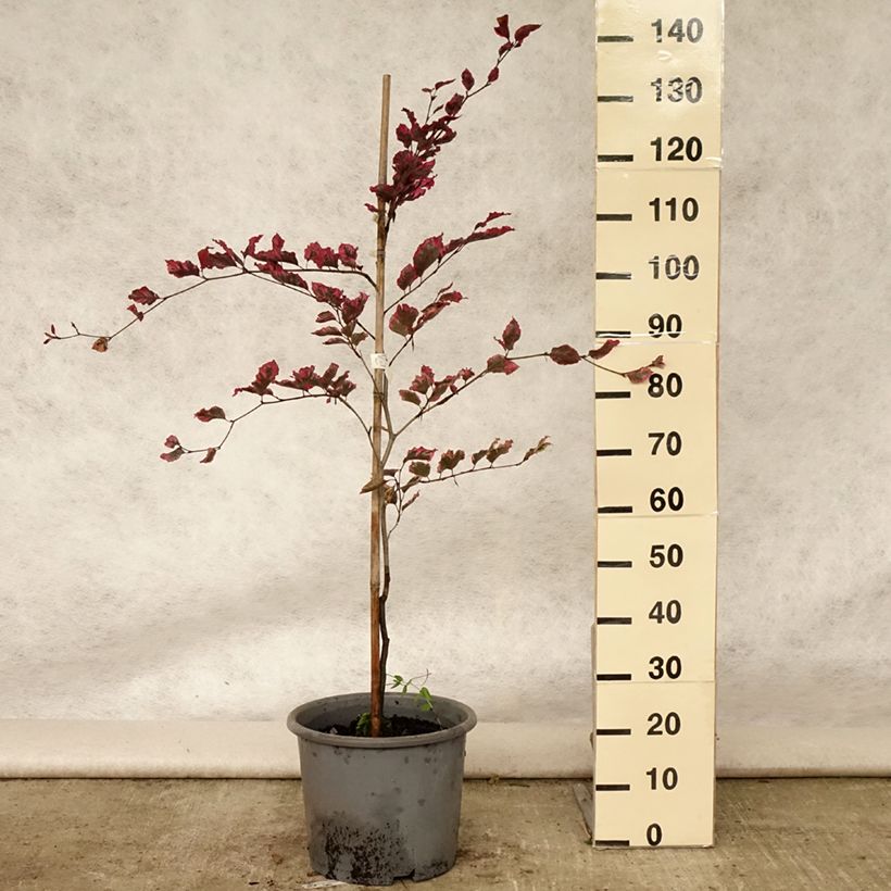 Esimerkki kesällä toimitetusta Euroopanpyökki Purpurea Tricolor Pot de 6L/7L-taimesta