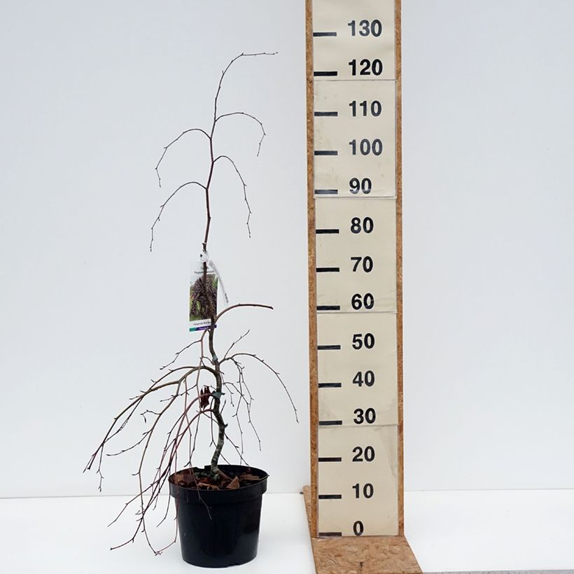 Esimerkki syksyllä toimitetusta Euroopanpyökki Purpurea Pendula 7,5 litran / 10 litran ruukku-taimesta