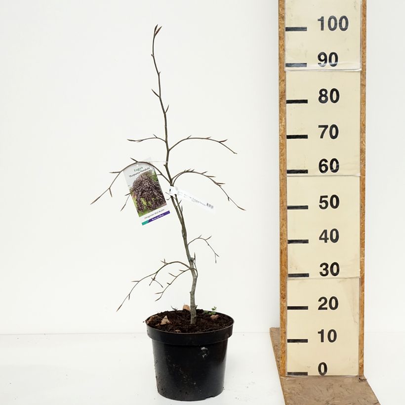 Esimerkki keväällä toimitetusta Euroopanpyökki Purpurea Pendula Pot de 7,5L/10L-taimesta