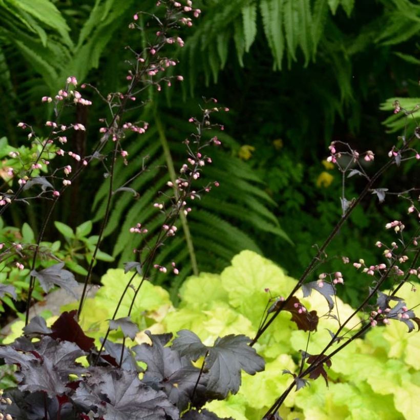 Tarhakeijunkukka Black Pearl (Kukinta)