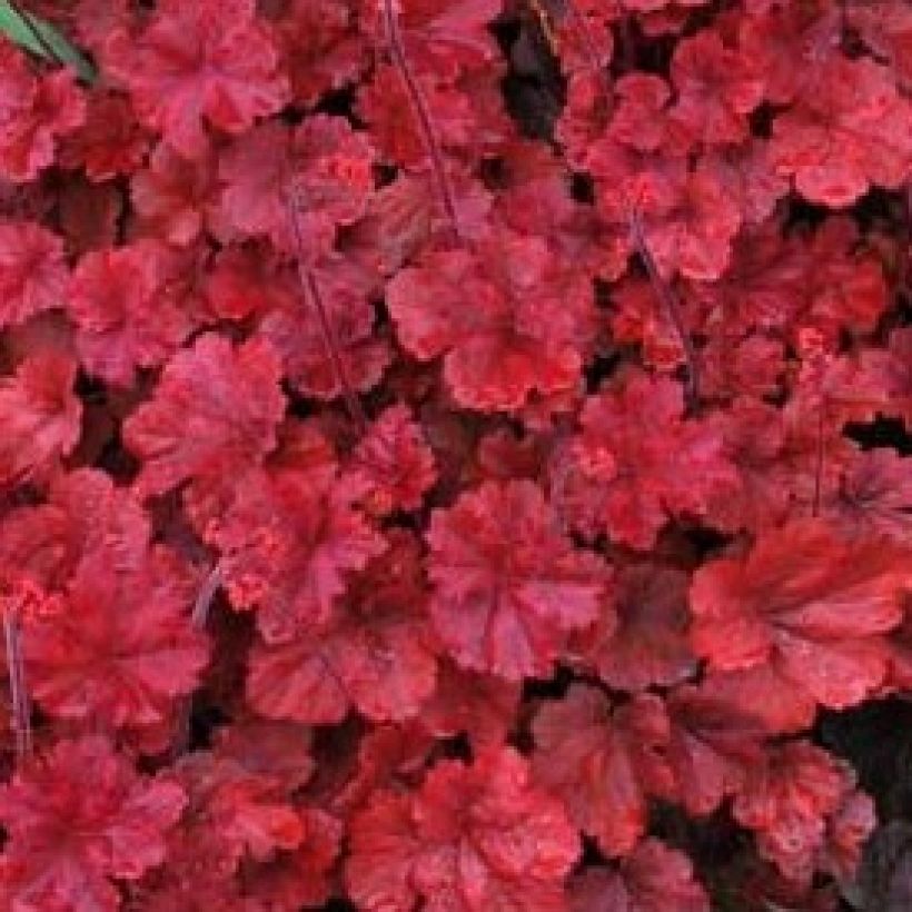 Tarhakeijunkukka Cherry Cola (Lehvistö)