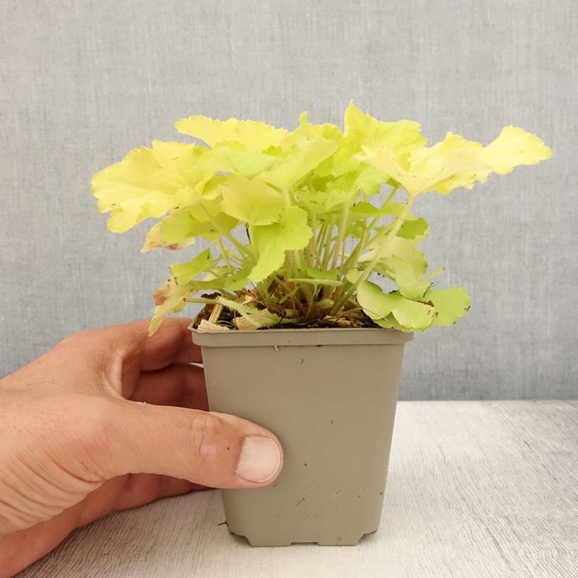 Esimerkki kesällä toimitetusta Tarhakeijunkukka Citronelle Taimiruukku 8/9 cm-taimesta