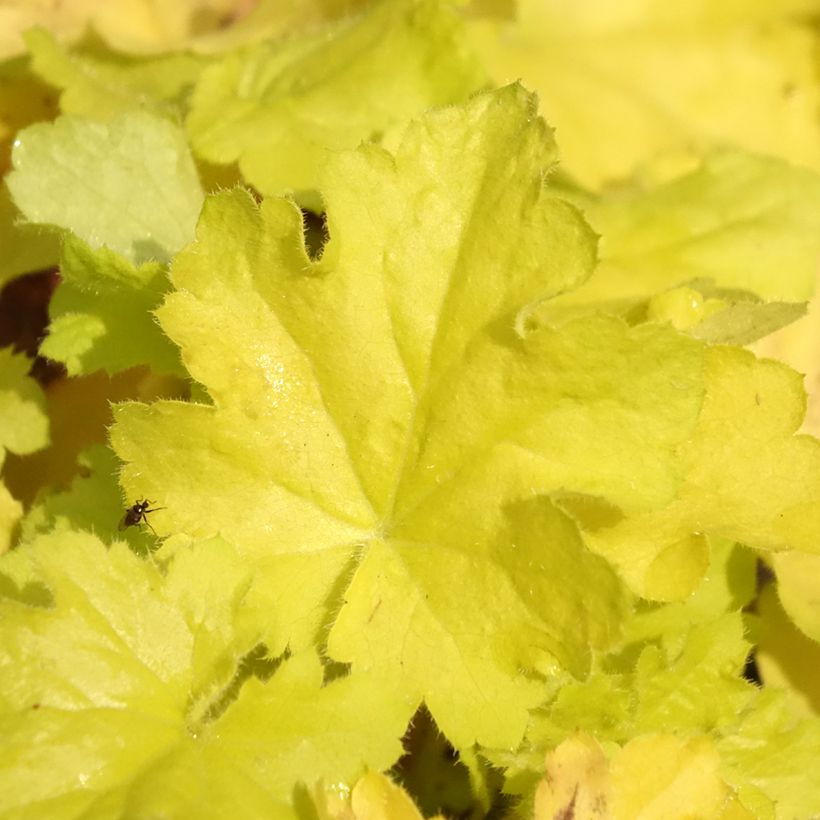 Tarhakeijunkukka Citronelle (Lehvistö)