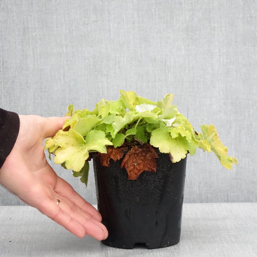 Esimerkki talvella toimitetusta Heuchère - Heuchera Citronelle Pot de 1,5L/2L-taimesta