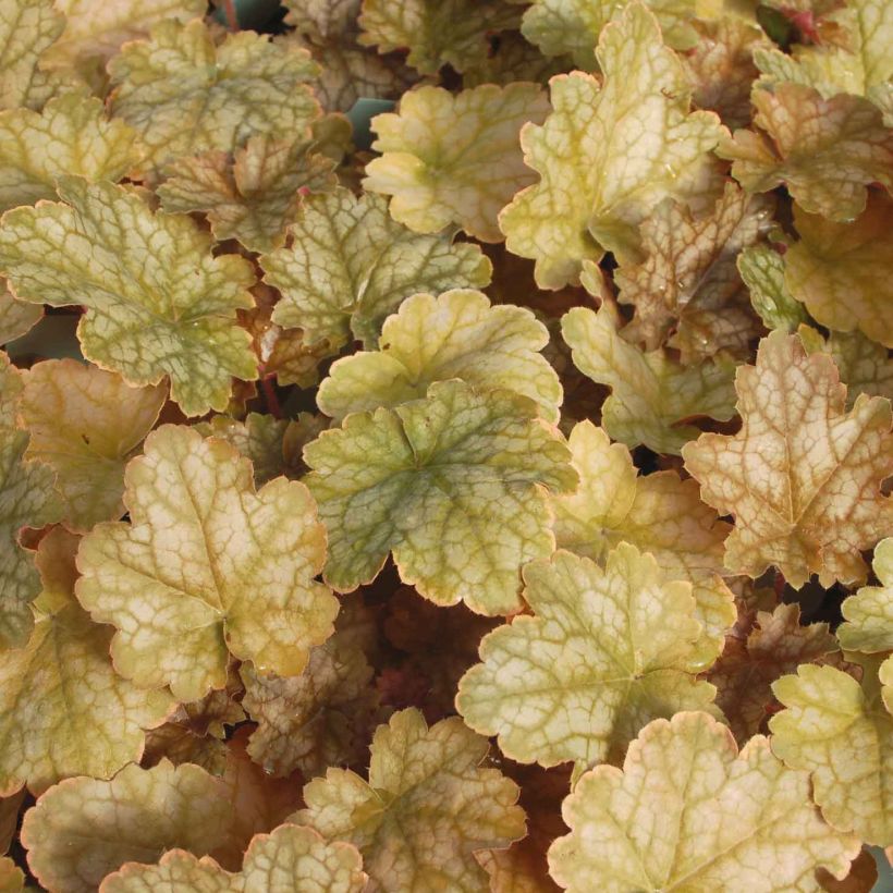 Tarhakeijunkukka Ginger Ale (Lehvistö)