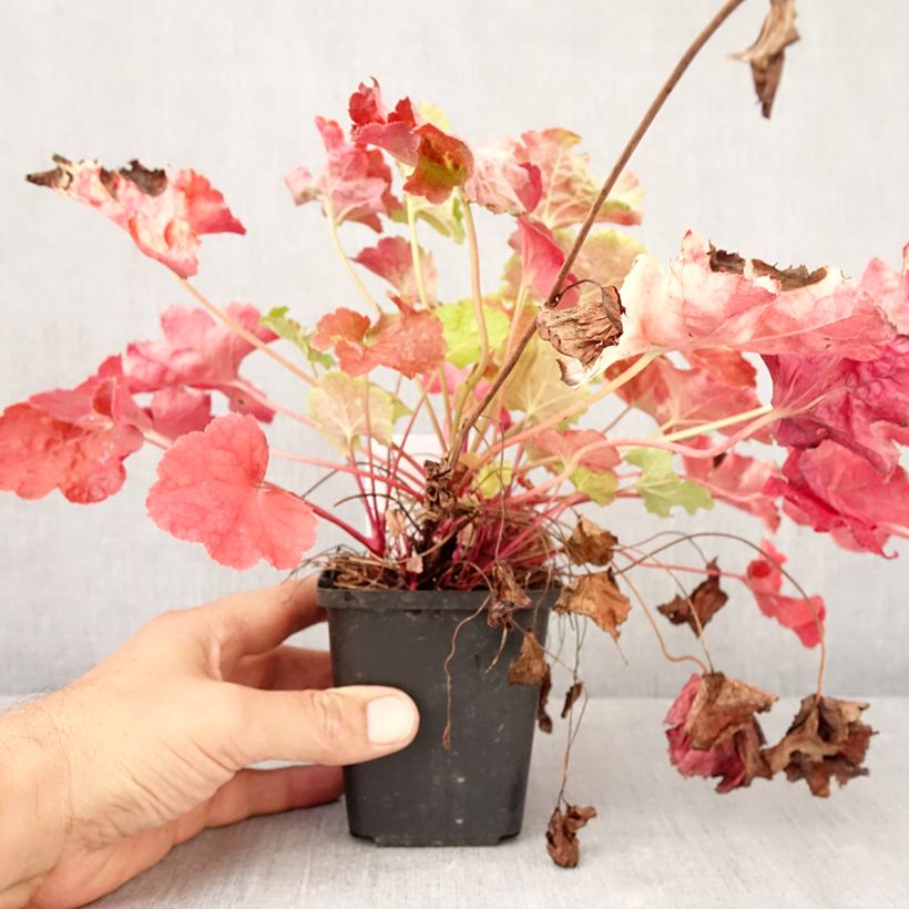 Esimerkki syksyllä toimitetusta Tarhakeijunkukka Happy Flames 8/9 cm taimiruukku-taimesta