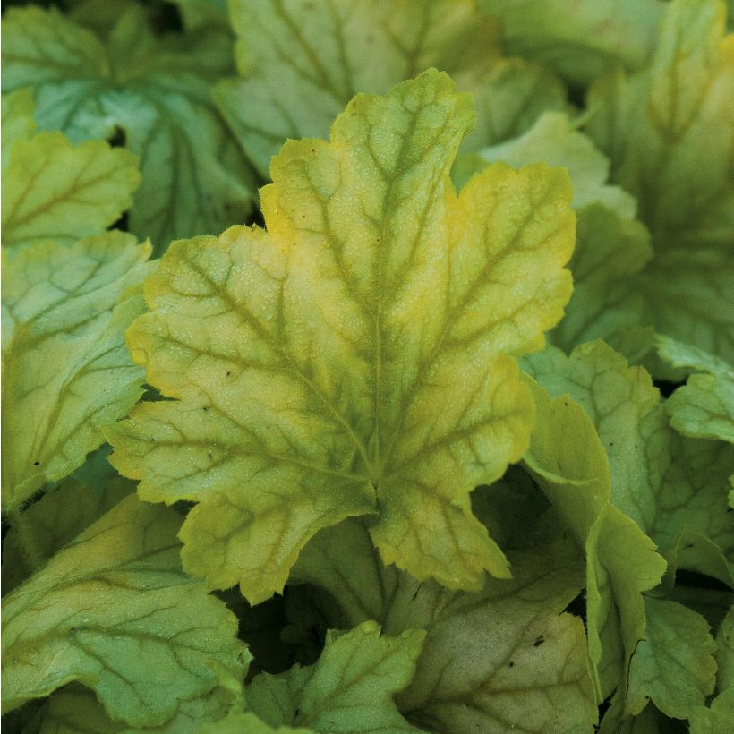 Tarhakeijunkukka Mint Julep (Lehvistö)