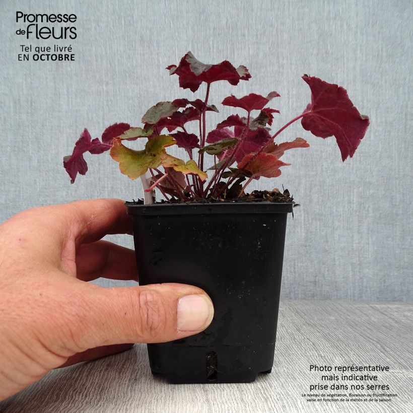 Esimerkki syksyllä toimitetusta Harsokeijunkukka Palace Purple 7/8 cm taimiruukku-taimesta