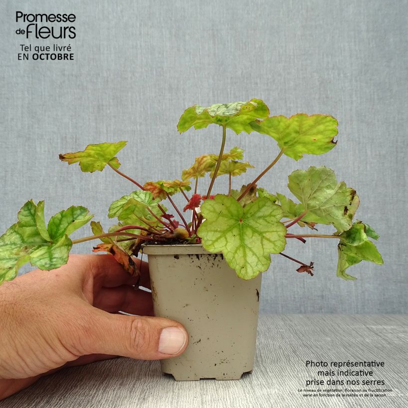 Esimerkki syksyllä toimitetusta Tarhakeijunkukka Mint Frost 8/9 cm taimiruukku-taimesta