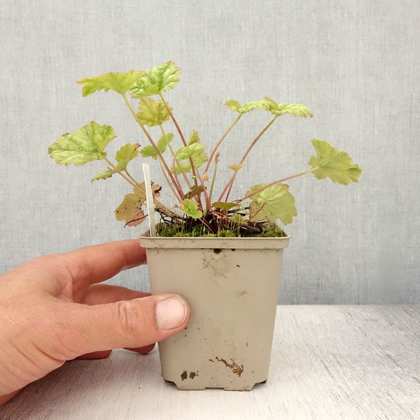 Esimerkki kesällä toimitetusta Tarhakeijunkukka Mint Frost Godet de 8/9 cm-taimesta
