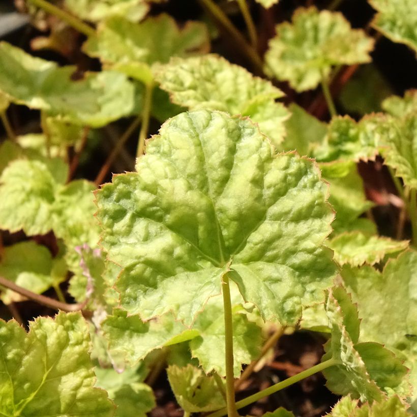 Tarhakeijunkukka Mint Frost (Lehvistö)