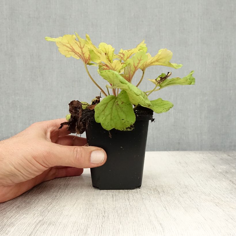 Esimerkki syksyllä toimitetusta Tarhakeijunkukka Red Lightning 8/9 cm taimiruukku-taimesta