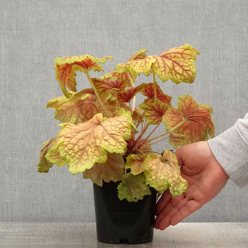 Esimerkki keväällä toimitetusta Tarhakeijunkukka Red Lightning Pot de 1,5L/2L-taimesta