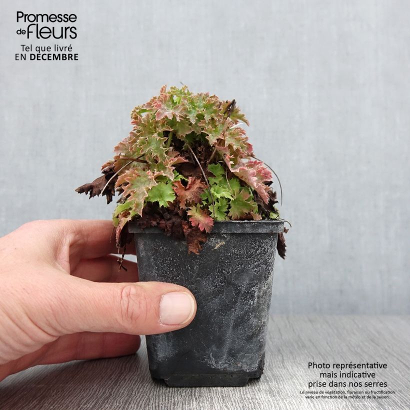 Esimerkki syksyllä toimitetusta Heuchère - Heuchera Apple Crisp Godet de 8/9 cm-taimesta