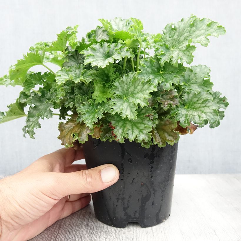 Esimerkki kesällä toimitetusta Heuchère - Heuchera Apple Crisp Pot de 1L/1,5L-taimesta