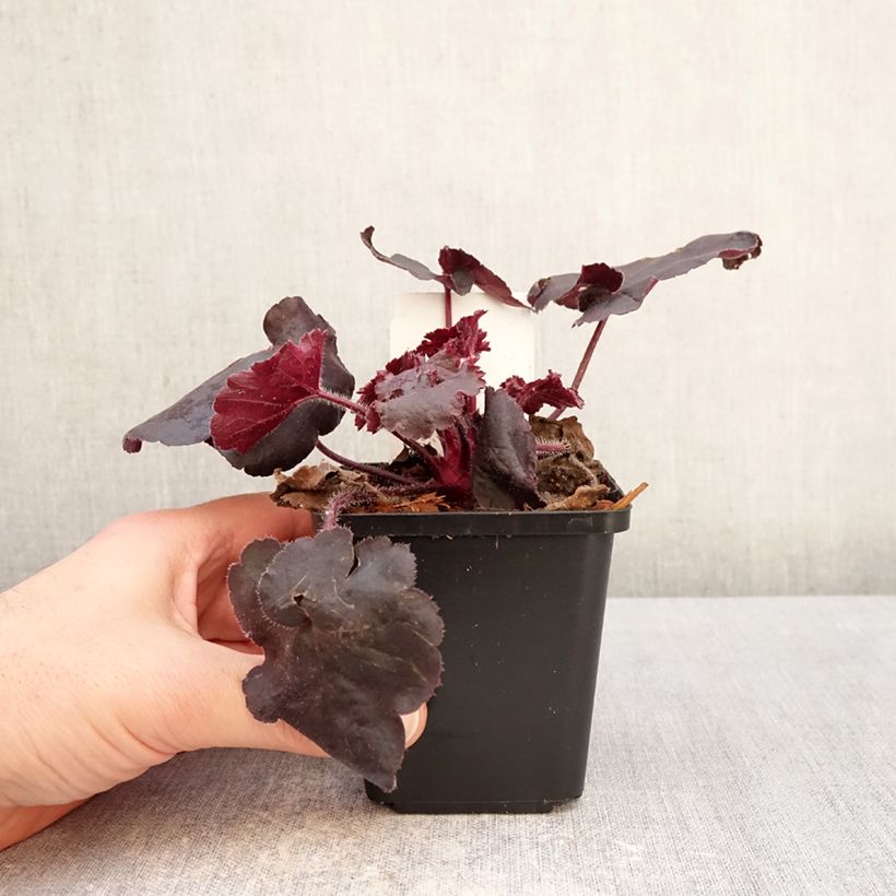Esimerkki talvella toimitetusta Tarhakeijunkukka Black Forest Cake 8/9 cm taimiruukku-taimesta