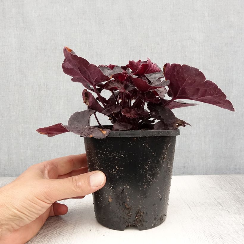 Esimerkki kesällä toimitetusta Tarhakeijunkukka Black Forest Cake 1 litran / 1,5 litran ruukku-taimesta