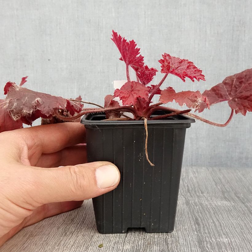 Esimerkki keväällä toimitetusta Tarhakeijunkukka Bloody Dinosaur Taimiruukku 8/9 cm-taimesta