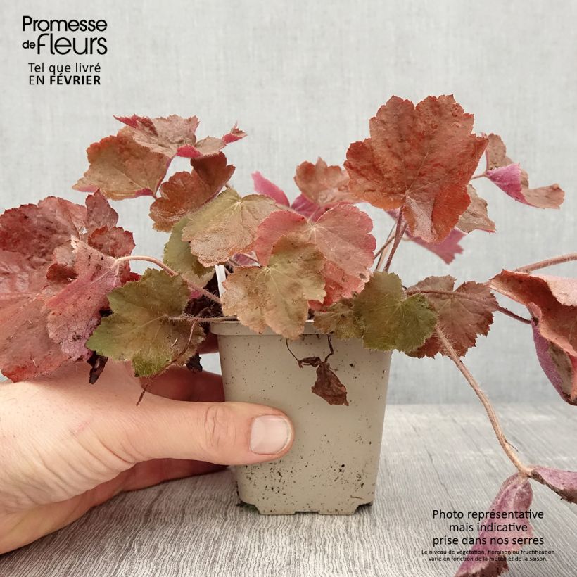 Esimerkki talvella toimitetusta Heuchère - Heuchera Brownies Godet de 8/9 cm-taimesta