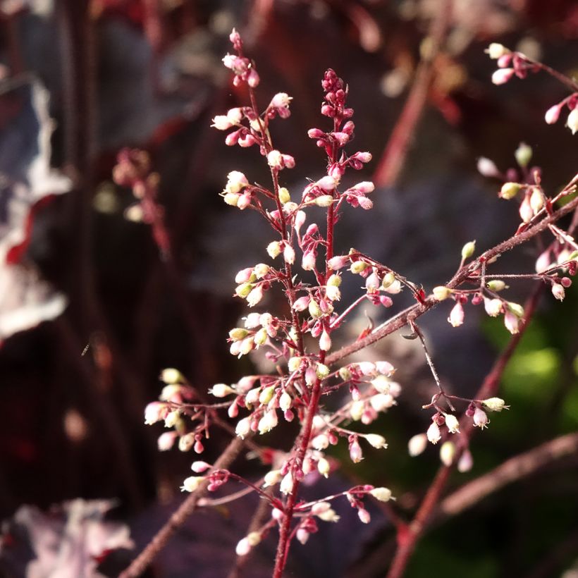 Tarhakeijunkukka Frosted Violet (Kukinta)