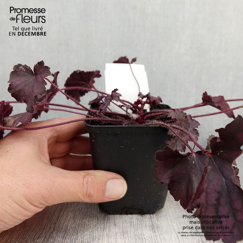 Esimerkki syksyllä toimitetusta Tarhakeijunkukka Frosted Violet 8/9 cm taimiruukku-taimesta