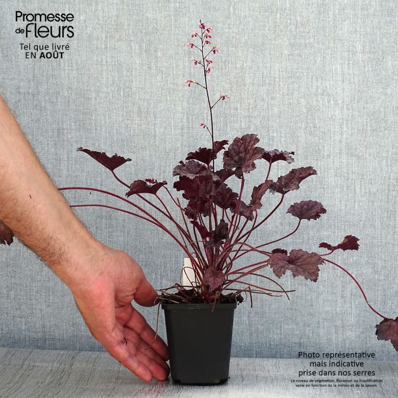Esimerkki kesällä toimitetusta Tarhakeijunkukka Frosted Violet 8/9 cm taimiruukku-taimesta