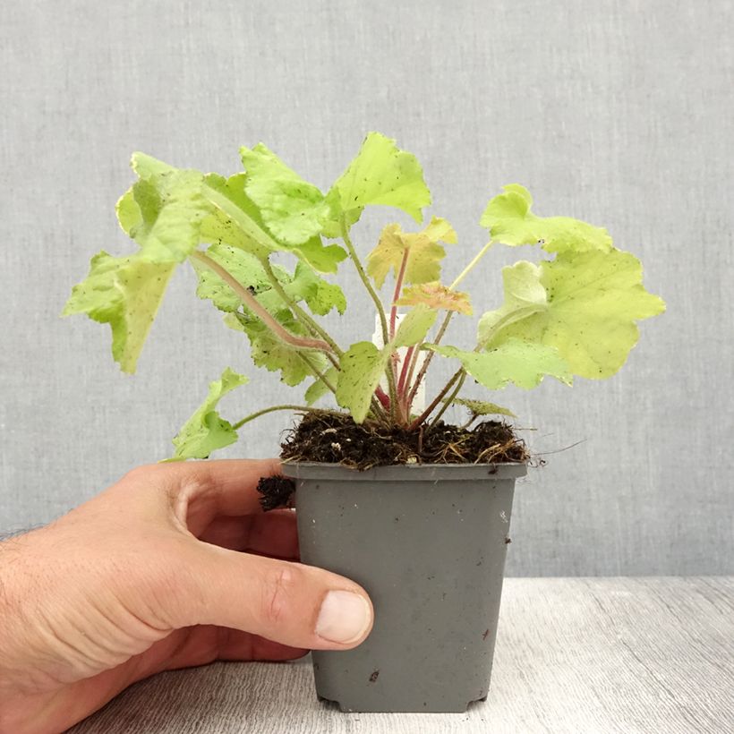Esimerkki kesällä toimitetusta Heuchère - Heuchera Guacamole Godet de 8/9 cm-taimesta