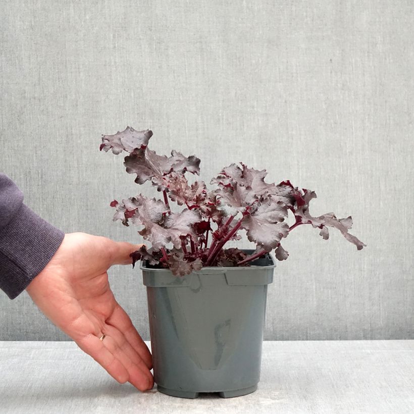 Esimerkki keväällä toimitetusta Tarhakeijunkukka Black Pearl Pot de 2L/3L-taimesta