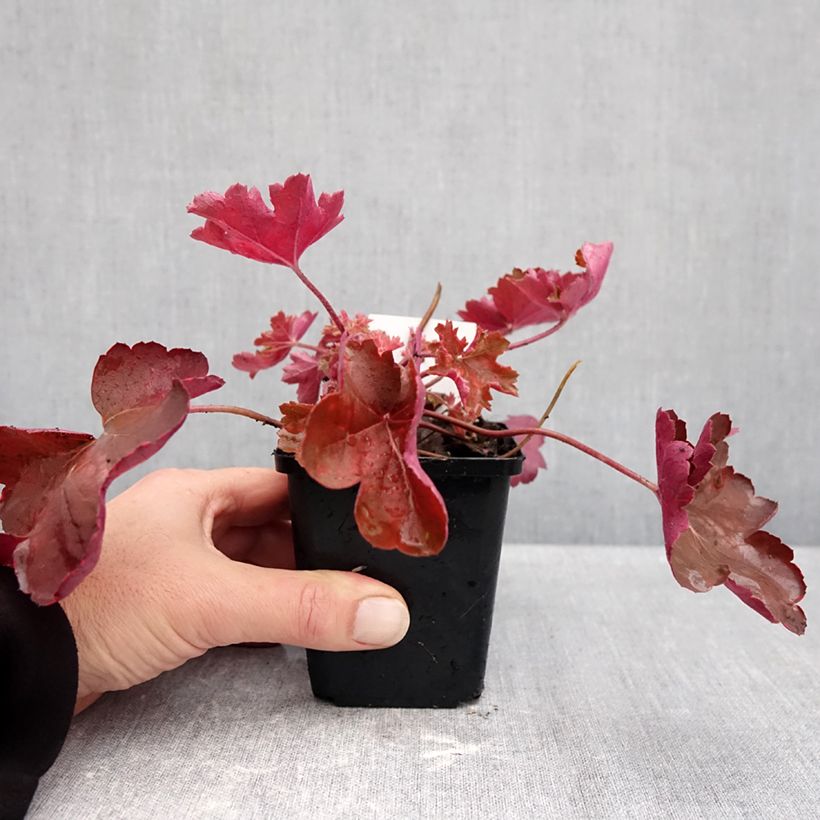 Esimerkki syksyllä toimitetusta Tarhakeijunkukka Cherry Cola 8/9 cm taimiruukku-taimesta