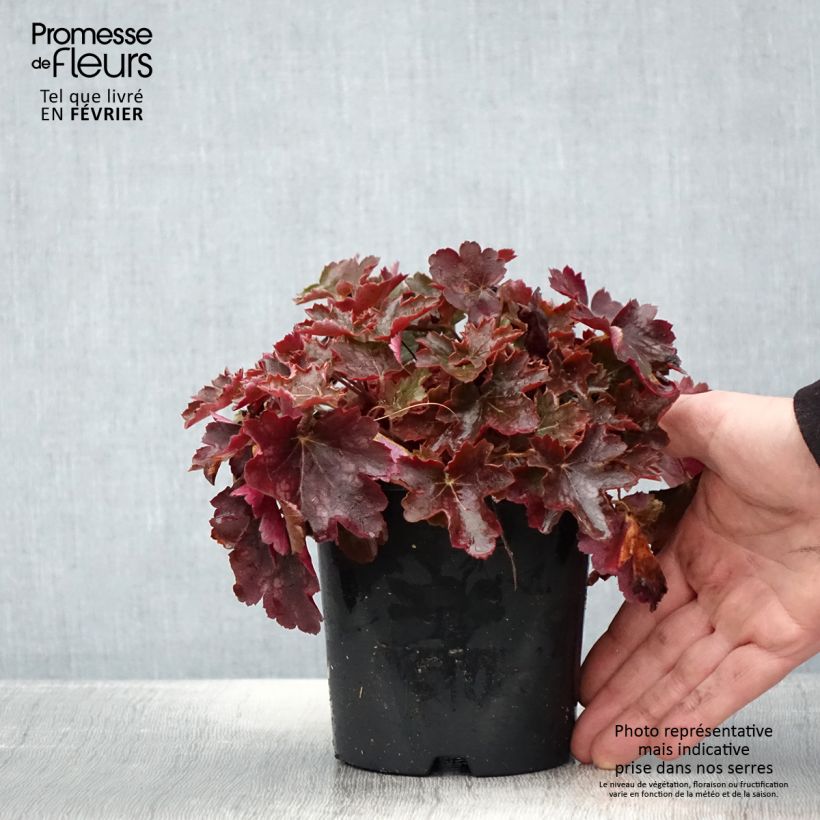 Esimerkki talvella toimitetusta Heuchère - Heuchera Cherry Cola Pot de 1,5L/2L-taimesta