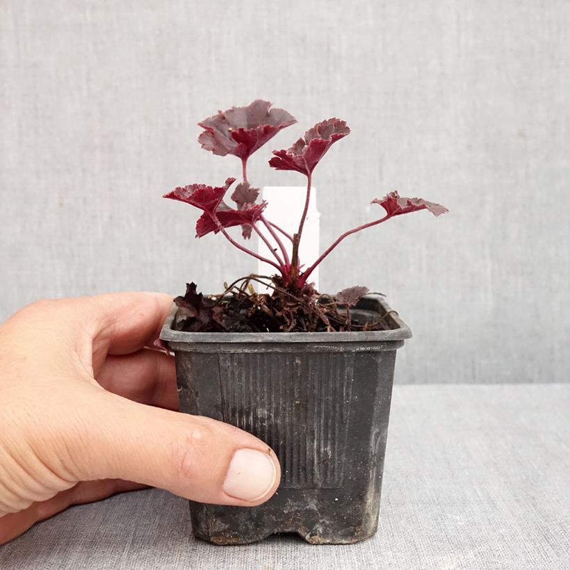 Esimerkki syksyllä toimitetusta Tarhakeijunkukka Chocolate Ruffle 8/9 cm taimiruukku-taimesta