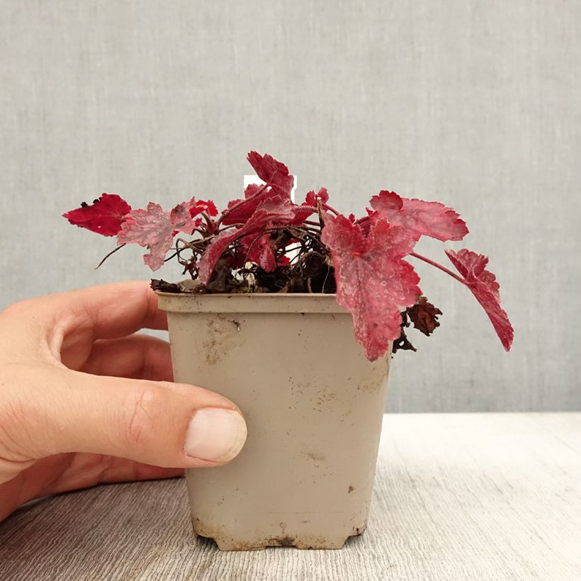 Esimerkki syksyllä toimitetusta Tarhakeijunkukka Fire Chief 8/9 cm taimiruukku-taimesta
