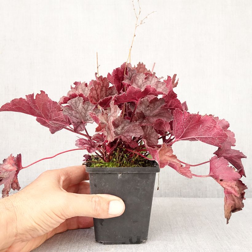 Esimerkki syksyllä toimitetusta Tarhakeijunkukka Flower Power 8/9 cm taimiruukku-taimesta