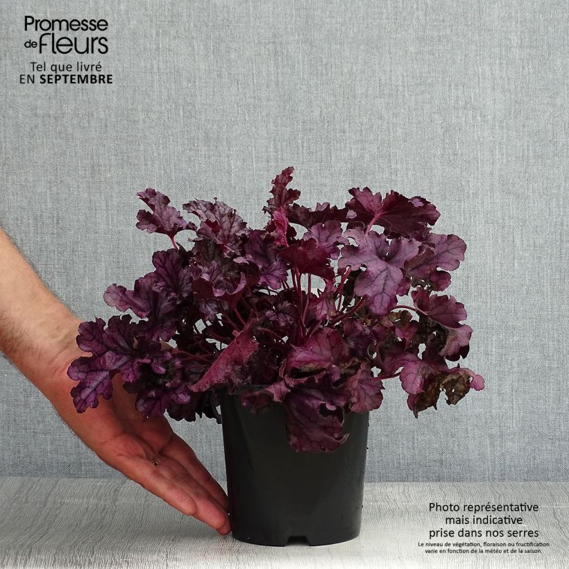 Esimerkki kesällä toimitetusta Keijunkukka Forever Purple Ruukku 1,5L / 2L-taimesta