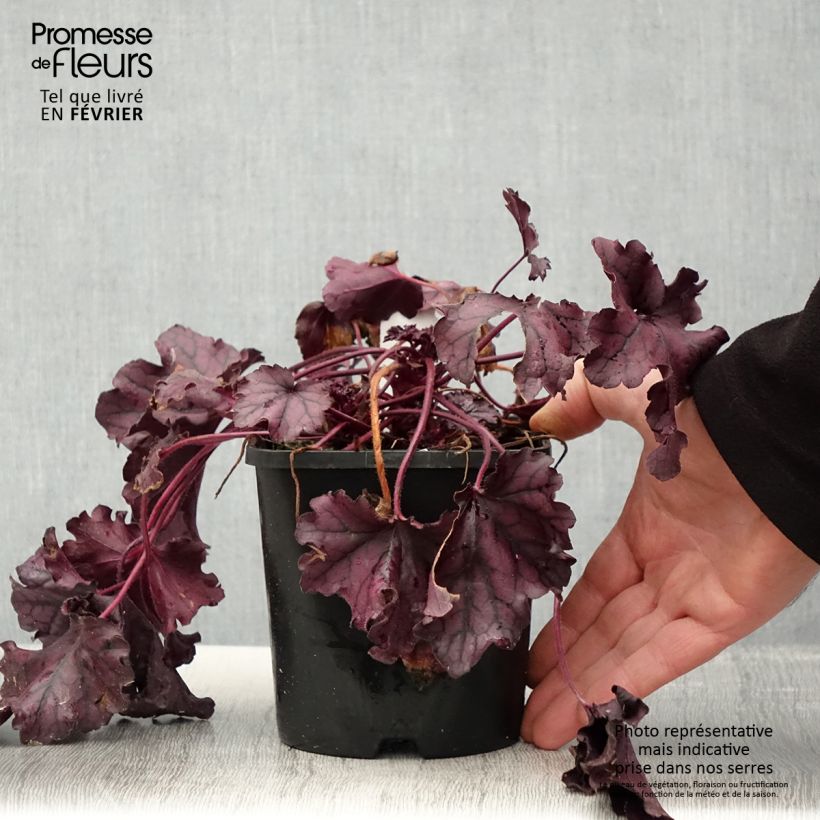Esimerkki talvella toimitetusta Heuchère - Heuchera Forever Purple Pot de 1,5L/2L-taimesta
