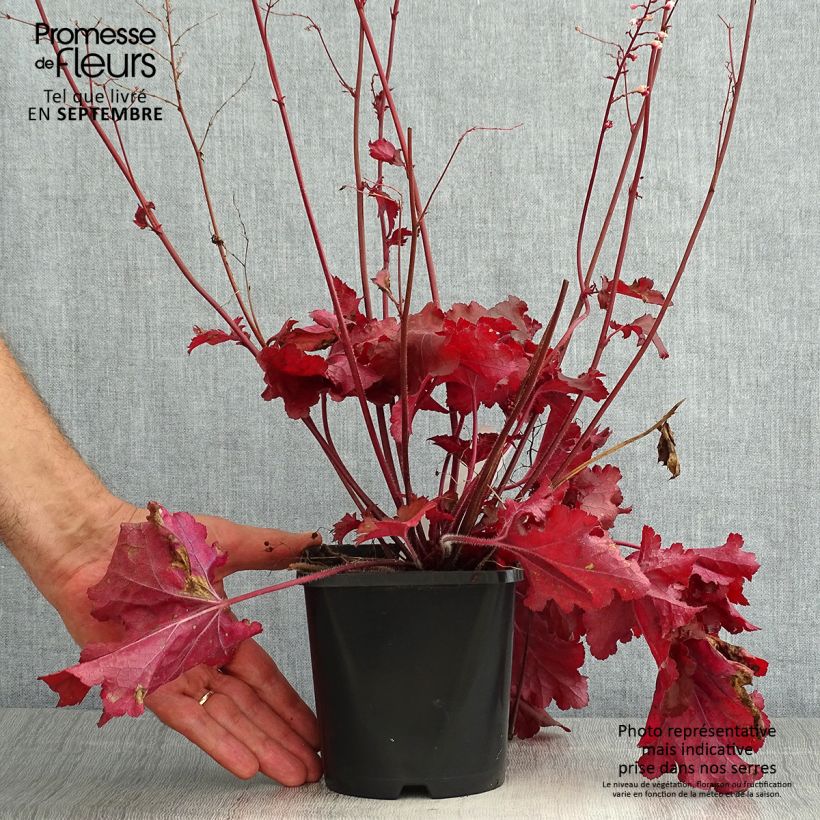 Esimerkki kesällä toimitetusta Tarhakeijunkukka Forever Red Pot de 1,5L/2L-taimesta