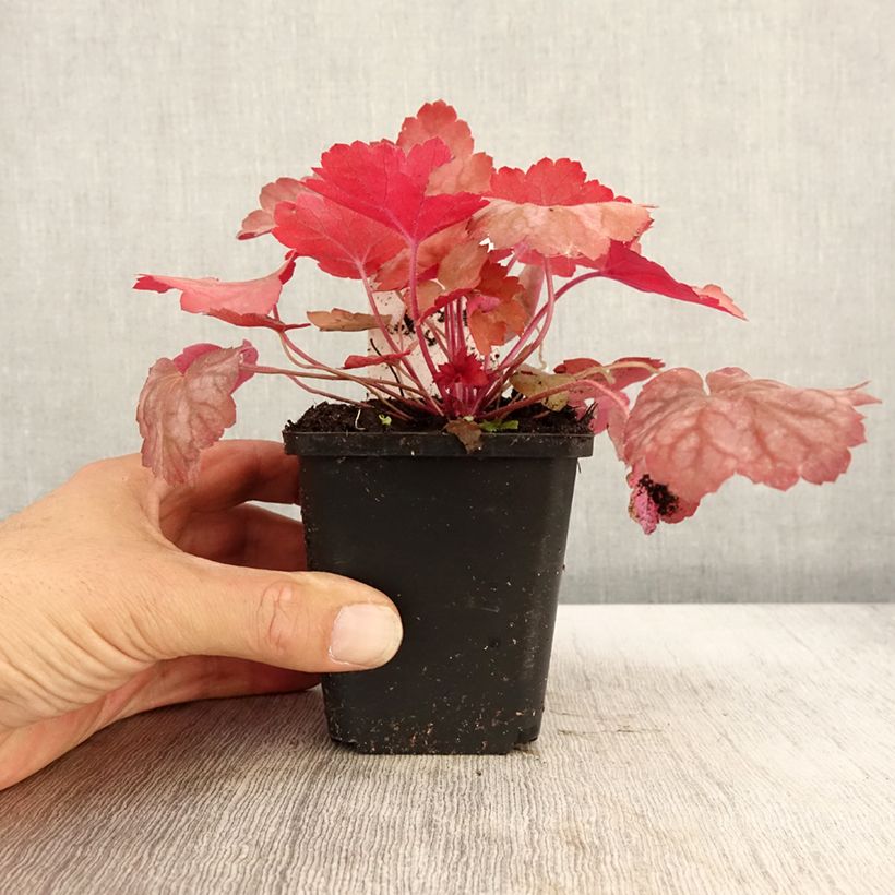 Esimerkki syksyllä toimitetusta Tarhakeijunkukka Georgia Peach 8/9 cm taimiruukku-taimesta