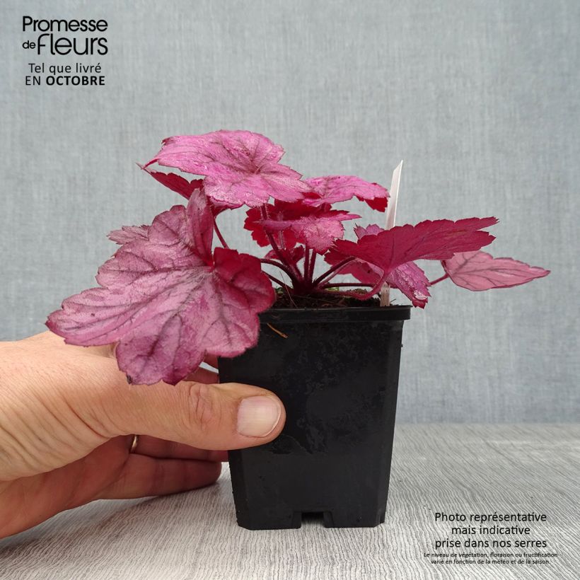 Esimerkki syksyllä toimitetusta Tarhakeijunkukka Georgia Plum 8/9 cm taimiruukku-taimesta