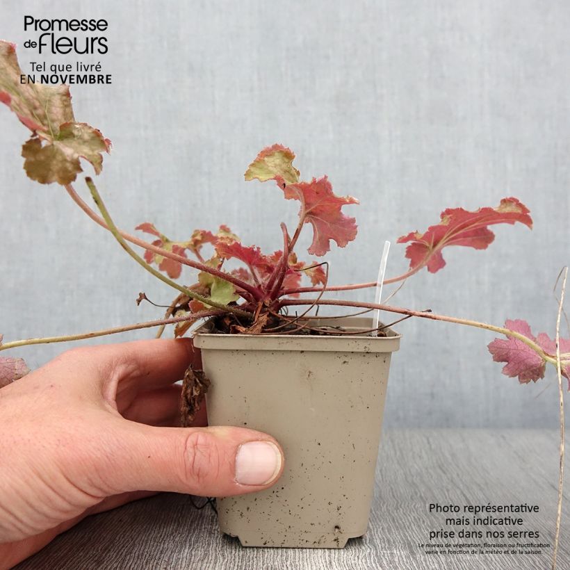 Esimerkki syksyllä toimitetusta Tarhakeijunkukka Ginger Peach 8/9 cm taimiruukku-taimesta