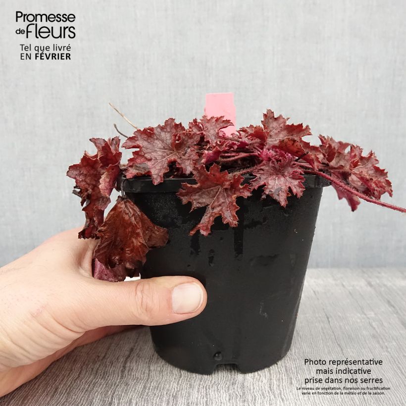 Esimerkki talvella toimitetusta Heuchère - Heuchera Ginger Peach Pot de 1L/1,5L-taimesta