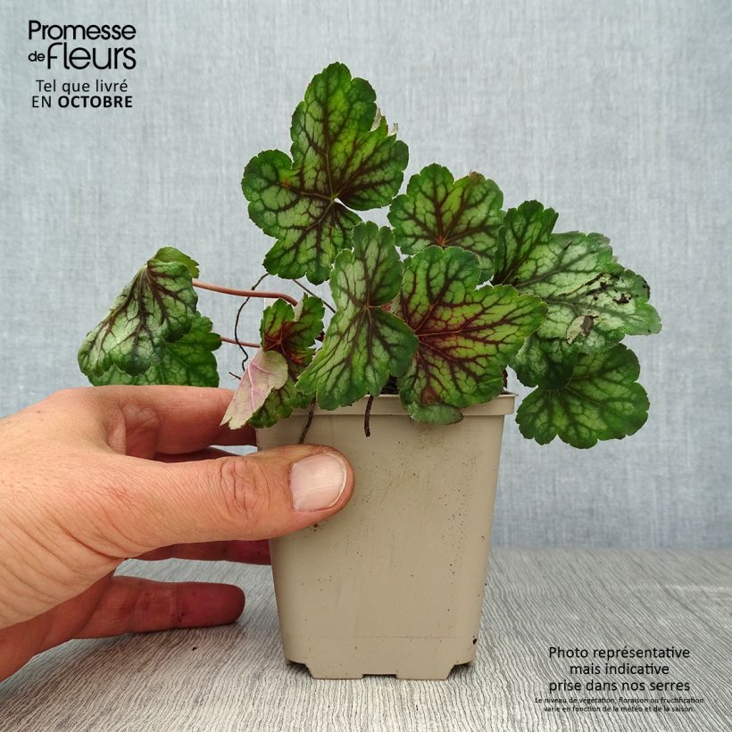 Esimerkki syksyllä toimitetusta Tarhakeijunkukka Green Spice 8/9 cm taimiruukku-taimesta