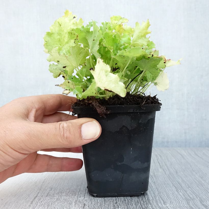 Esimerkki kesällä toimitetusta Tarhakeijunkukka Lime Rickey Taimiruukku 8/9 cm-taimesta